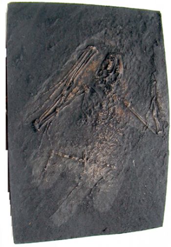 Paleochiropteryx tupainodon, Messel bat, small