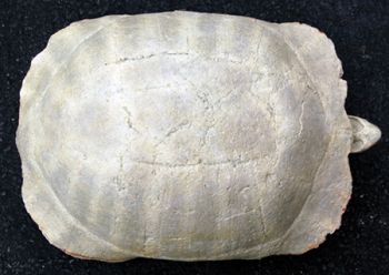 Stylemys nebrascensis (fossil tortoise/turtle)