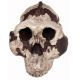 Australopithecus (Paranthropus boisei), early human skull