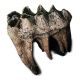 Mammut americanium, mastodon tooth