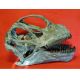 Camarasaurus, skull