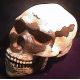 Early Homo sapiens Skull, (Skhul) 5 Palestine