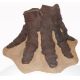 Mammut americanium, mastodon articulated foot