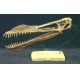 Anhanguera blittersdorfi, pterosaur skull