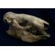 Catonyx tarijensis, sloth skull