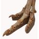 Gallimimus bullatus, leg and foot