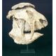 Panocthus tuberculatus, Glyptodont skull