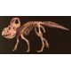 Protoceratops andrewsi, skeleton