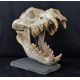 Dinocrocuta giganteus, giant hyena skull