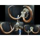 Mammuthus columbi, Mammoth, Skull & Tusksl