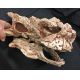 Minotaurasaurus skull with neck plate (ankylosauris)