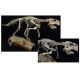 Psittacosaurus meileyingensis, large skeleton