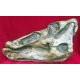 Edmontosaurus skull profile