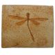 Stenophlebia aequalis, dragonfly, insect