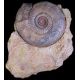 Pakinsonia sp., ammonite