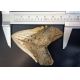 Massive 6 7/8 Inch Megalodon (Carcharodon megalodon) tooth, Black
