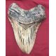 Megalodon (Carcharodon megalodon) tooth