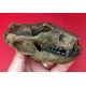 Didelphodon, skull