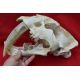 Smilodon fatalis, sabertooth cat skull with attached jaws