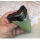 Megalodon Shark Tooth, 4.5 inch REPLICA 