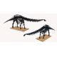 Apatosaurus Skeleton Model Kit 1/12 scale by Phil Platt.