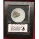 Authentic Rare Permian Age Leg Bone (Unidentified Dinosaur Ancestor) Fossil #101