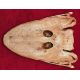 Tiktaalik Skull Transitional Form Bony Fish to Tetrapods