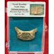 Authentic, Chilomycterus) Fossil Burrfish Tooth Plate in Acrylic Display Case