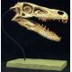 Velociraptor mongoliensis, skull, life-size AS SEEN ON TV