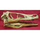 Velociraptor Skull, life size sculpture, Cretaceous