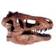 T. rex Skull 1:9 Scale