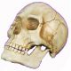 Homo sapiens	human skull, Yorick
