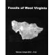 Fossils of West Virginia, 2 Volume Set, black & white version