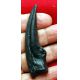Ornithomimus, large hand claw