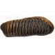 Mammuthus primigenius woolly mammoth tooth