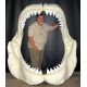 Megalodon Shark Jaws With Teeth