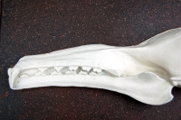 Hypsignathus monstrosus, hammer-head bat skull profile
