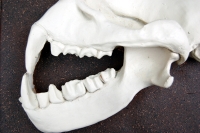 Hipposideras commersoni, Commerson's leaf-nosed bat skull profile