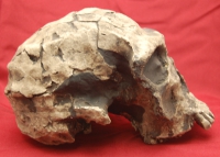 Homo habilis, early human skull