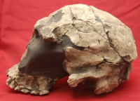 Homo habilis, early human skull