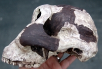 Australopithecus (Paranthropus boisei), early human skull