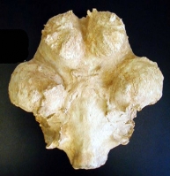 Loxodonta africanus, brain endocast (African Elephant)