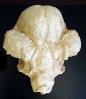 Stegodon trigonocephalus, brain endocast