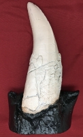 Large Serrated Tyrannosaurus rex Tooth In Jaw Fragment 