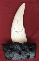 Large Serrated Tyrannosaurus rex Tooth In Jaw Fragment 