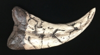 Utahraptor claw,  reconstruction