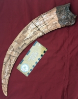 Therizinosaurus Claw, reconstruction