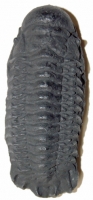 Crotalocephalina globifrons, trilobite