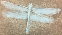 Dragonfly (Odonata) Protolindenia wittei