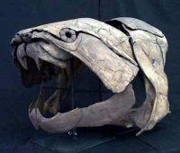 Dunkleosteus marsaisi ,  armored fish skull